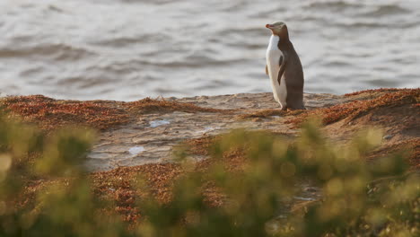 yellow-eyed penguin in katiki point cliff in new zealand at sunrise - rack focus