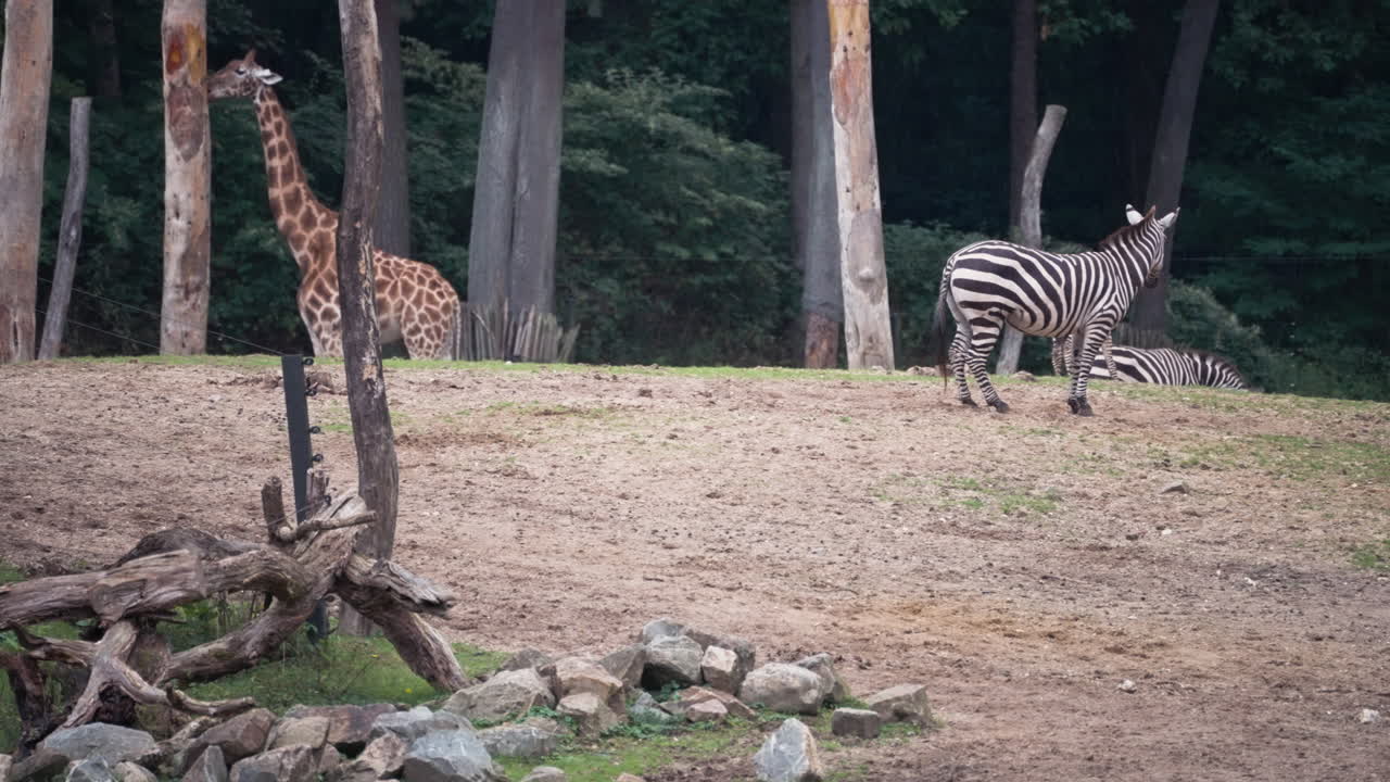 Giraffe eating and zebras standing in zoo