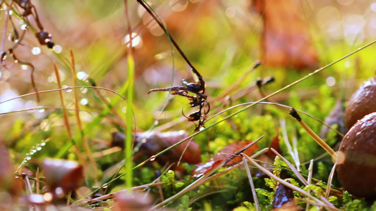 비가 오는  ⁇ 빛이 비는 숲에서  ⁇ 의 아가릭의 armillaria 버섯.