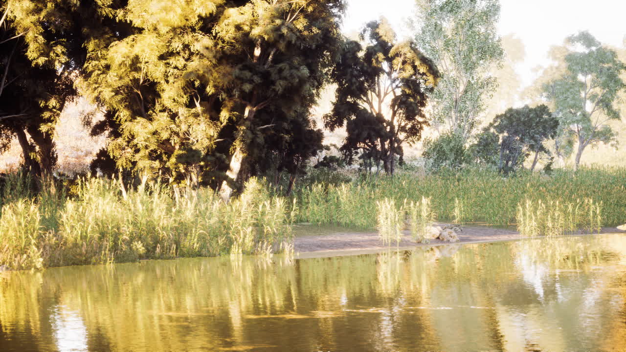 은 식물 과 차분 한 물 이 있는 해가 뜨는 시점 에 조용 한 강변 풍경