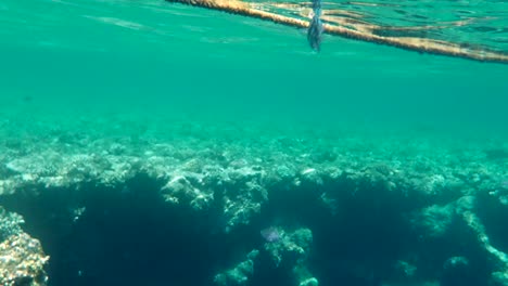 Colourful-Tropical-Coral-Reefs