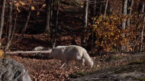 arctic wolves walking into the autumn forest rolling camera move