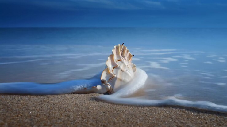 Seashell on the beach seashell being washed by waves, in beach with sand and ocean waves, with seashell, sand, ocean waves, from a close-up low angle perspective, with blue, brown accents.