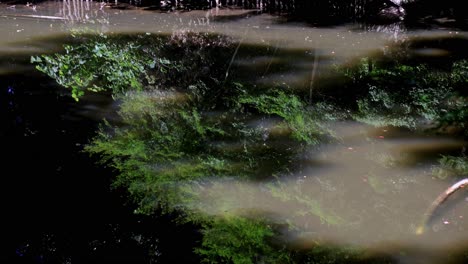 piękny widok w ogrodach rikugien