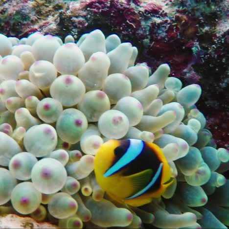 外國魚類在衝浪區 1