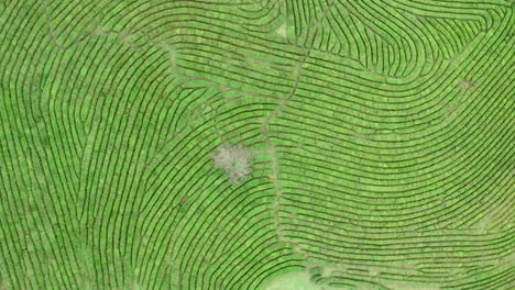 aerial view of a tea plantation