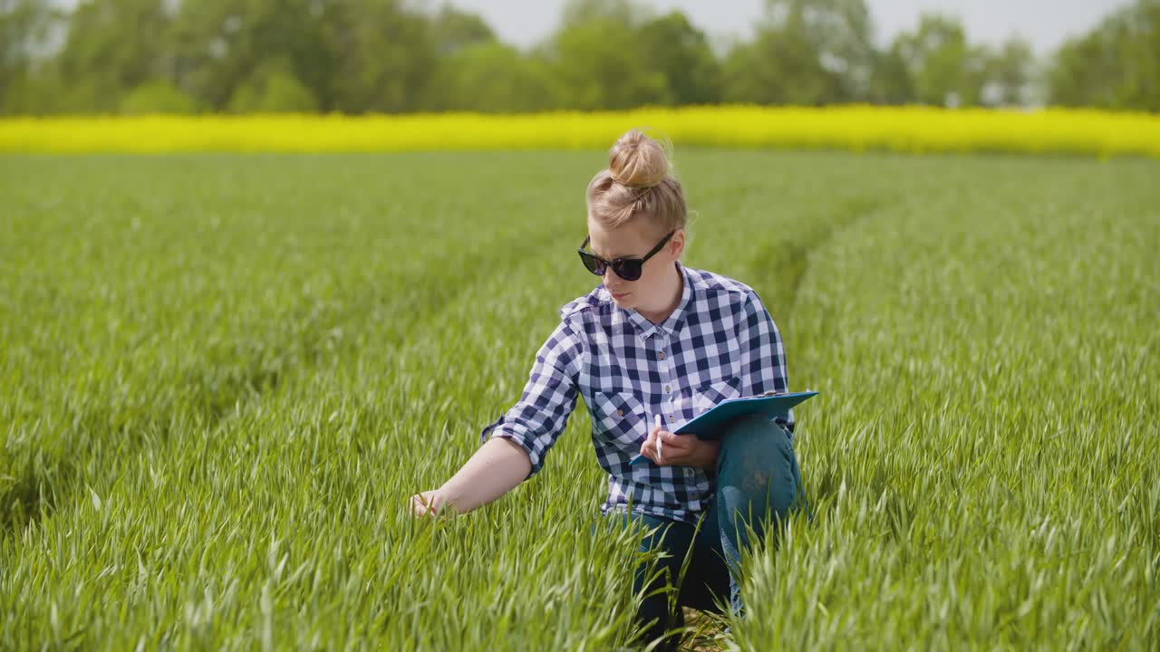 сельское хозяйство женщина фермер осматривает молодое пшеничное поле 2