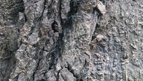 Nahaufnahme-Einiger-Grauer-Ameisen,-Die-Auf-Einem-Baum-Kriechen