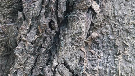 Primer-Plano-De-Algunas-Hormigas-Grises-Arrastrándose-Sobre-Un-árbol