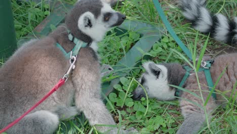 pair of lemurs resting on a leash for a walk