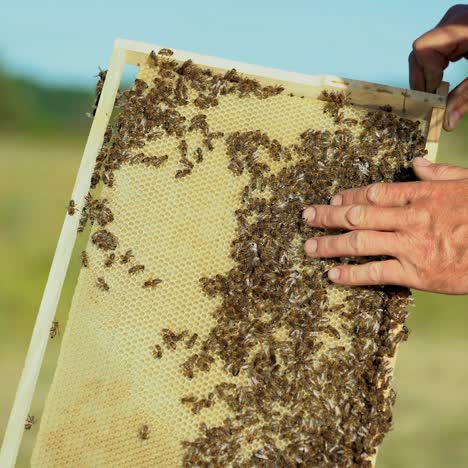 hand of man neatly holds a wooden frame with honeycomb on the background of the yard in the summer
