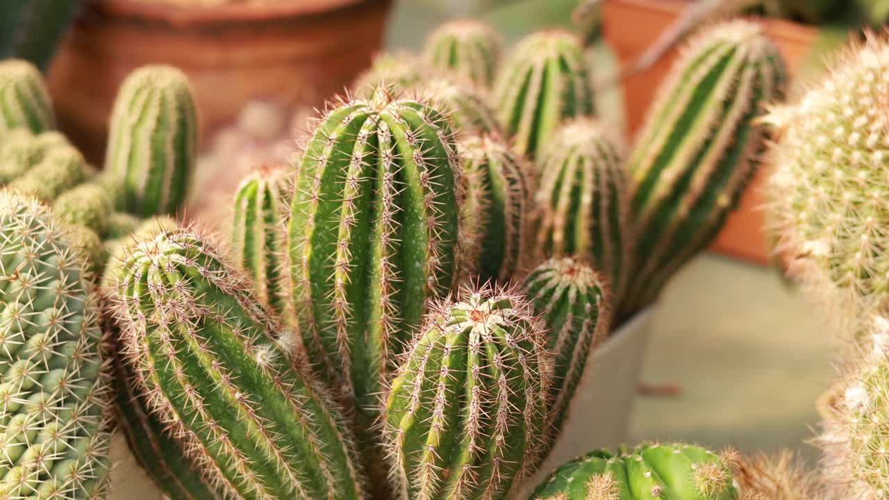 variedad de cactus y suculentas