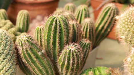 variety of cacti and succulents