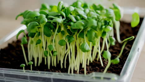 seedlings growing in trays