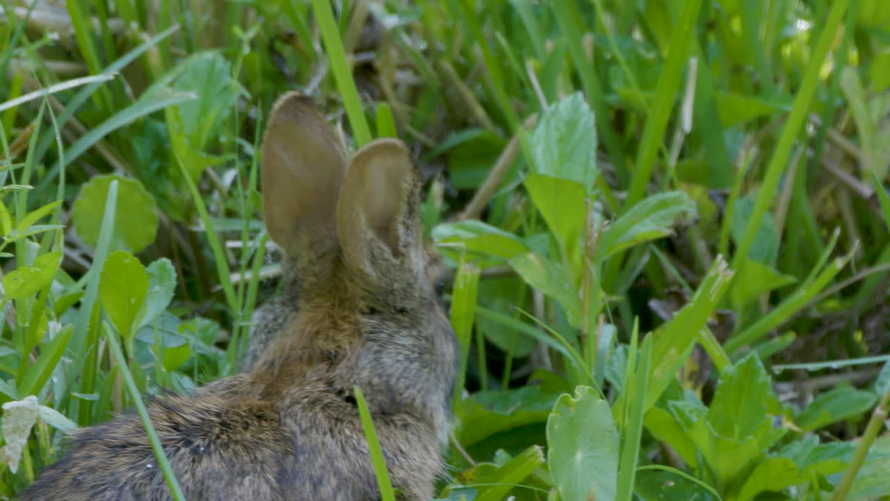 A wild rabbit sits quietly in tall green grass, alert and still in its natural habitat