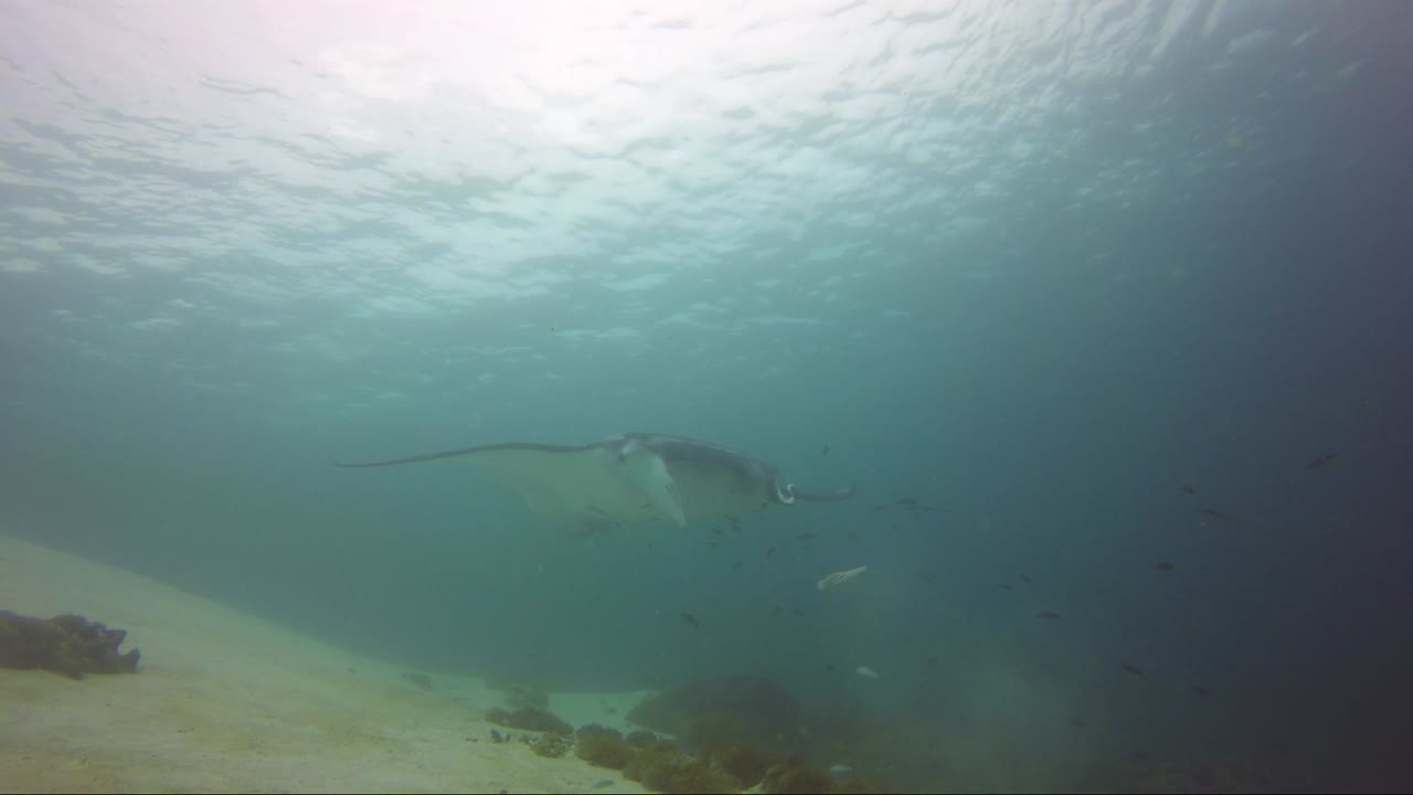 la manta raya se limpia en el arrecife y los peces la muerden antes de alejarse nadando