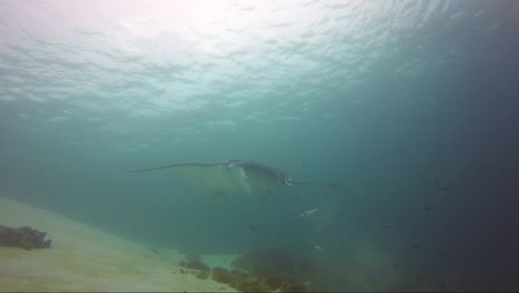 Mantarochen-Werden-Am-Riff-Geputzt-Und-Die-Fische-Beißen-Ihn,-Bevor-Er-Davonschwimmt