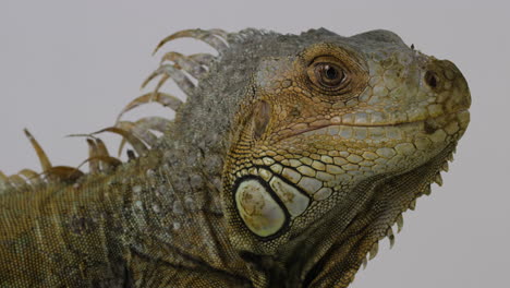 Green-Iguana-side-profile-of-face---isolated-on-white-background