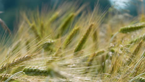 golden and green wheat field