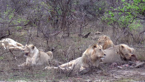 A-pride-of-lions-lay-in-the-grass-feeding-on-a-giraffe-as-they-keep-an-eye-out-for-approaching-hyenas