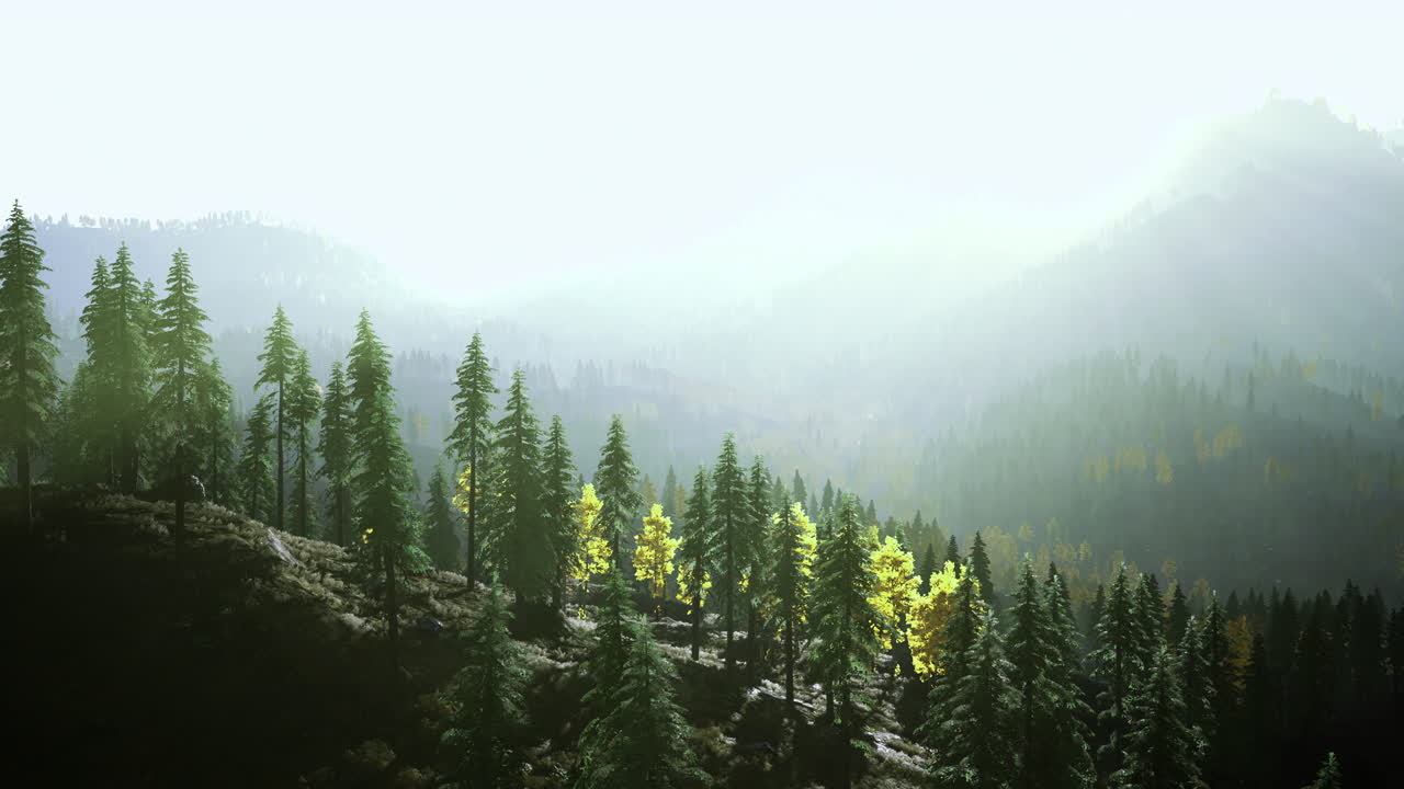 Lush evergreen forest bathed in soft light during early morning hours