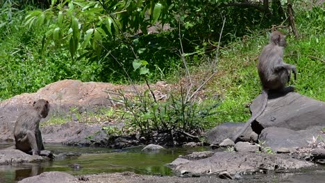 The-Long-tailed-Macaques-are-the-easiest-monkeys-to-find-in-Thailand-as-they-are-present-at-temple-complexes,-national-parks,-and-even-villages-and-cities