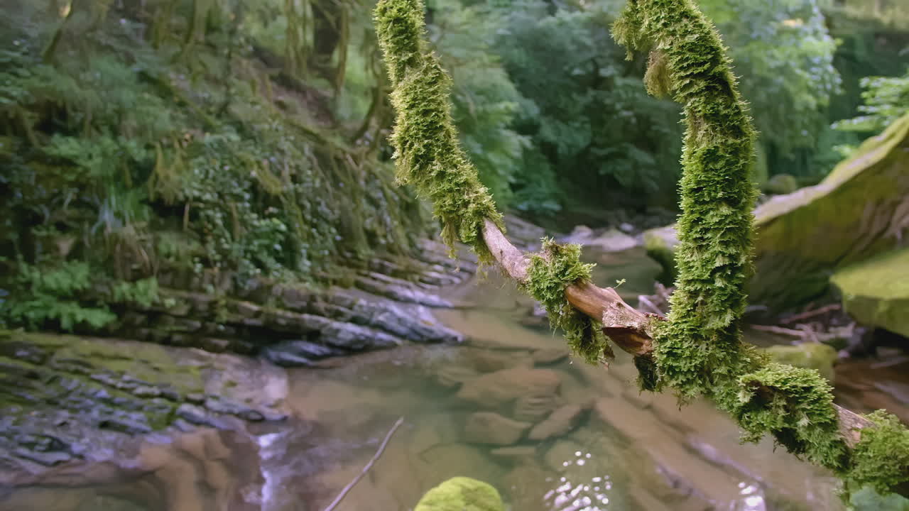 покрытая мохом ветвь над горным ручьем