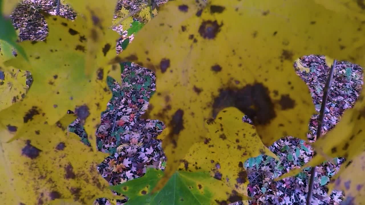 primer plano de un otoño amarillo contra el follaje caído en el suelo