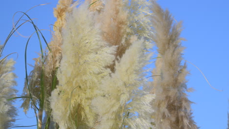 An-Einem-Herbstnachmittag-Bewegen-Sich-Hohe-Pampasgraswedel-Im-Wind