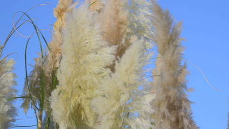 altas hojas de hierba de pampas moviéndose en el viento en una tarde de otoño