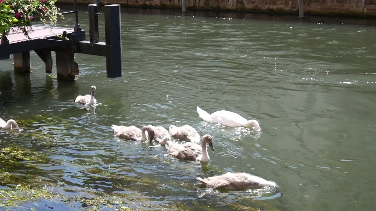 스트라스부르, 프랑스, 7월 2017 - 구시가지와 관광 보트 부두 옆에 있는 스트라스부르의 강에서 어린 백조