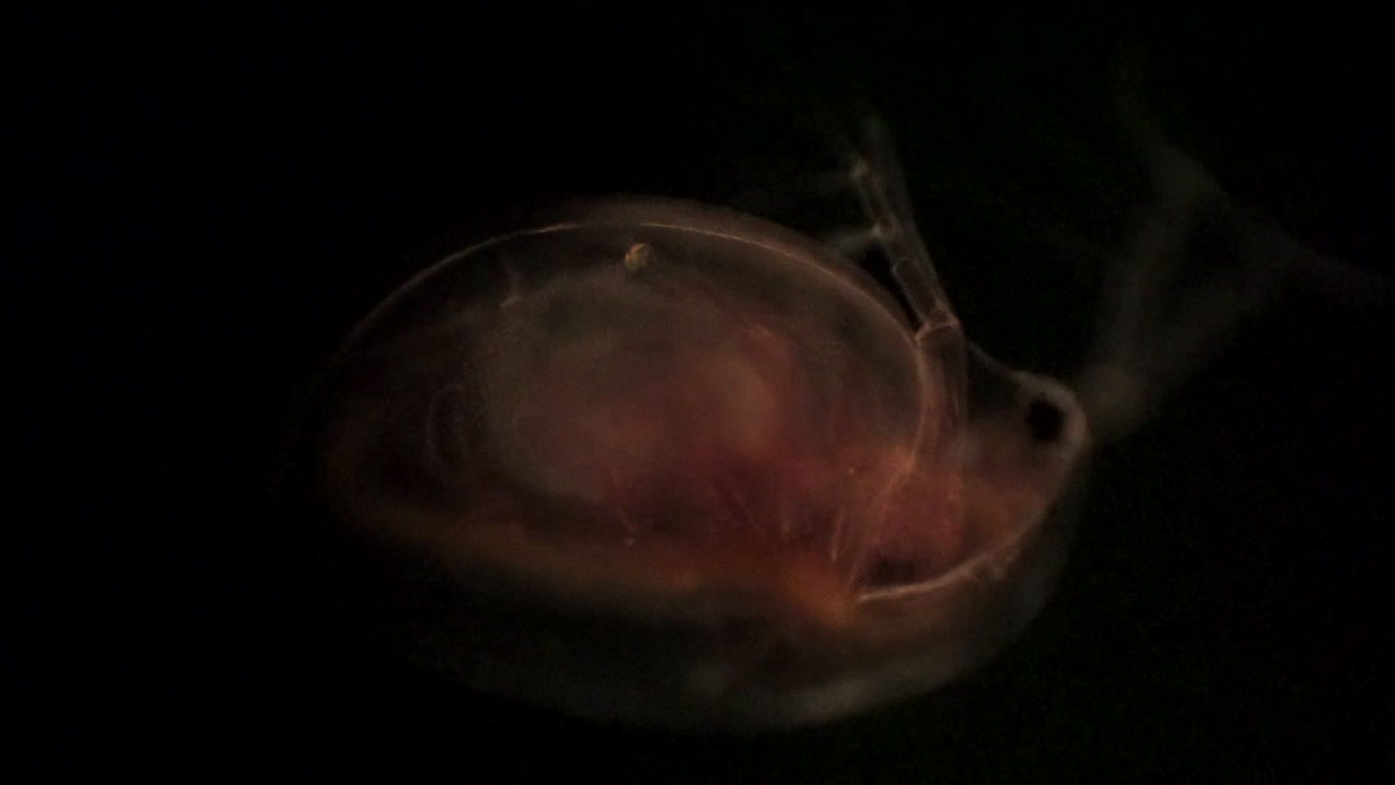 Vista microscopica di Daphnia, una pulce d'acqua