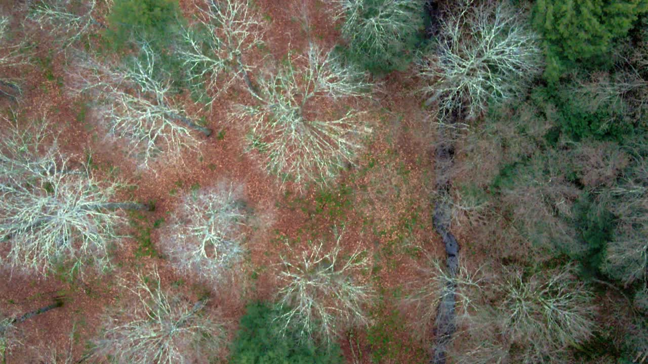 una vista aérea de pájaros de árboles desnudos, pinos y arroyos a principios de invierno, antes de las nevadas, en las montañas