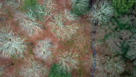 an aerial birds eye view of bare trees, pines, and stream in early winter, before snowfall, up in the mountains