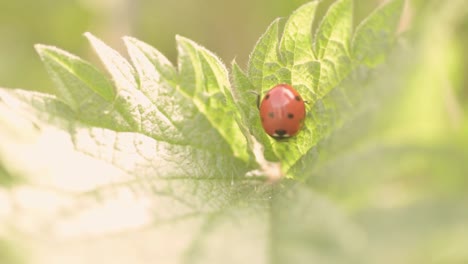 Marienkäfer,-Der-Auf-Einem-Blatt-Ruht