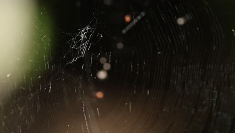 araña construyendo una intrincada red en el hábitat natural