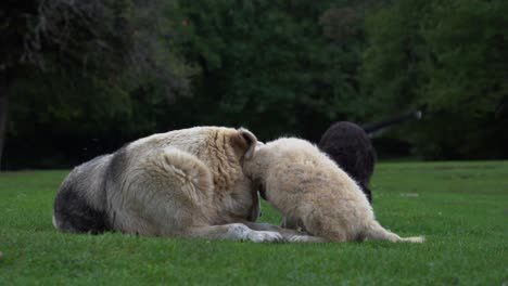 Drei-Hunde-Der-Familie-Spielen-Auf-Der-Wiese,-Kleine-Welpen-Und-Ihre-Mutter,-Süße-Tiere