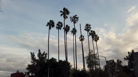 low-angle shot of palm trees moving in the wind during sunset, with a cloudy sky to the north of mexico city