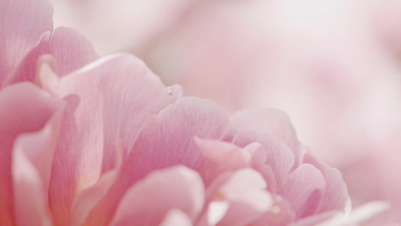 Close-up video of soft pink petals in dreamy light, capturing delicate textures and hues