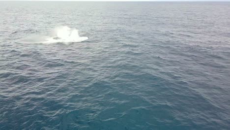 Humpback-Whale-Launch-Itself-Out-Of-The-Water-Then-Lands-Back-On-The-Surface-With-A-Splash---Whale-Watching-In-Bondi-Beach-In-NSW,-Australia