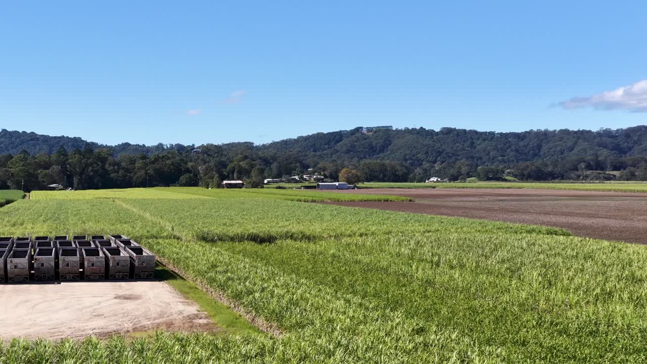 Drone footage captures expansive sugarcane fields under clear skies in Murwillumbah, showcasing agricultural landscapes and distant mountains