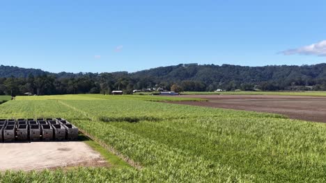 drone footage captures expansive sugarcane fields under clear skies in murwillumbah, showcasing agricultural landscapes and distant mountains