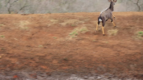 Ein-Paar-Wunderschöne-Nyala-Antilopen-Wird-Beim-Wassertrinken-Erschreckt