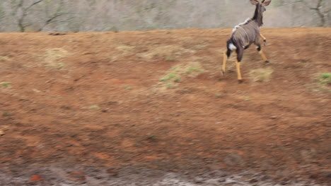 A-pair-of-beautiful-Nyala-Antelope-get-spooked-while-drinking-water