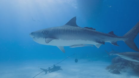 el tiburón tigre nada con el barco por encima en las bahamas.