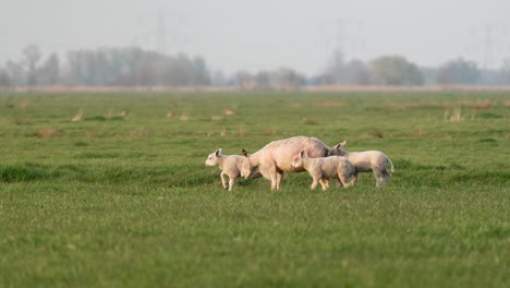 Mittlere-Aufnahme-Einer-Schafsmama-Mit-A