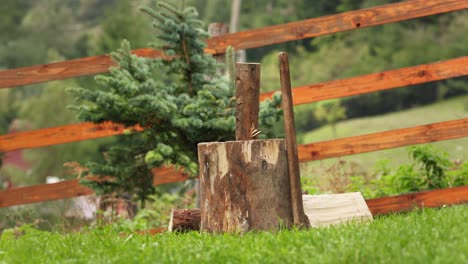 corte el tocón de un árbol de madera dentro de un patio cercado en una granja