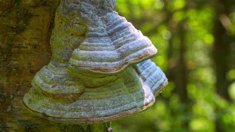 vídeo en primer plano de un gran grupo de hongos de árbol