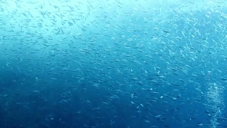 méxico buceo 0 35