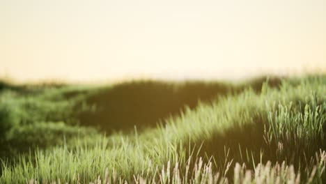 Green-field-at-sunrise-with-blue-sky